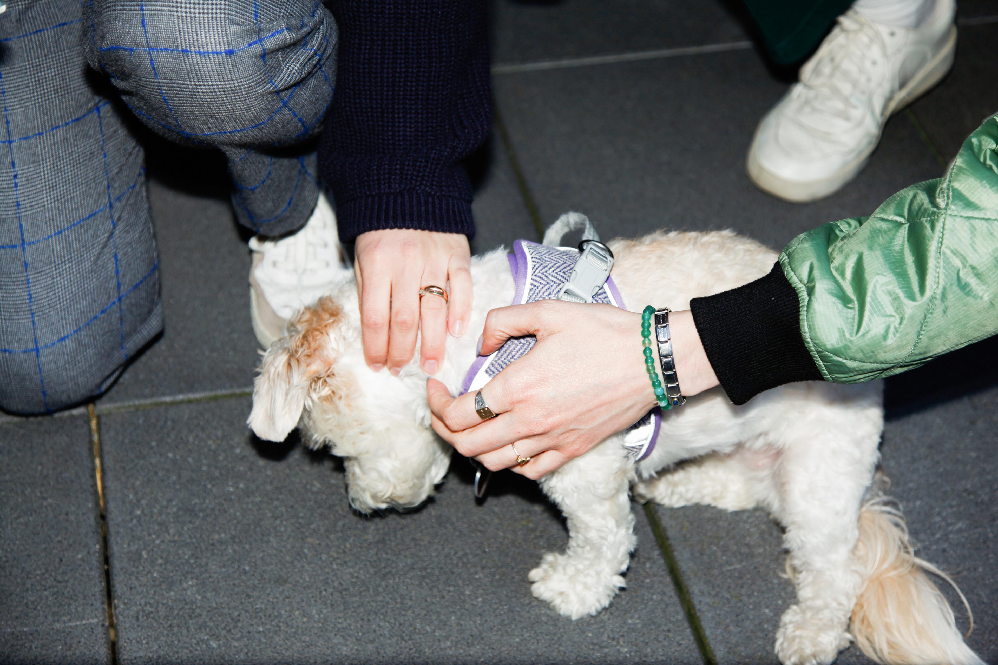 Close-up of a person petting a small, light-colored dog. The dog wears a gray and white herringbone harness. A second person kneels nearby. Both individuals' hands are visible, each wearing multiple rings and bracelets. The dog's expression is obscured.